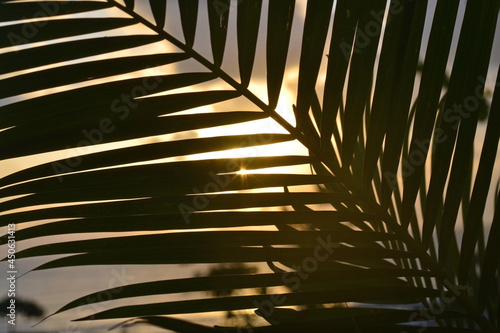 Palm leaf through which the rising sun can be seen