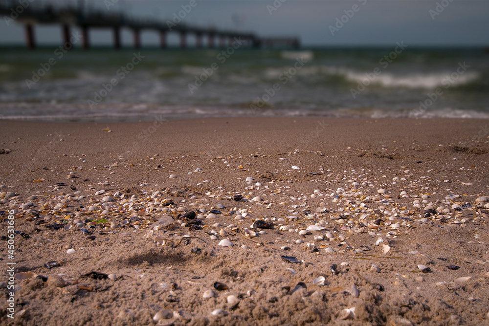 Muscheln am Strand Muscheln am Strand