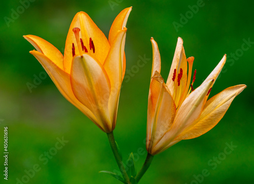 Beautiful yellow flower in nature.