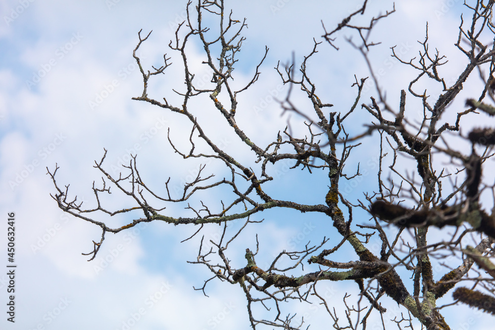 Bare branches of a tree against the sky with clouds. Bare branches of a tree against the sky with clouds.