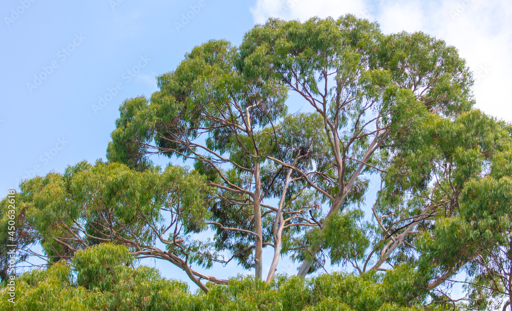 Fototapeta premium Eucalyptus tree on a background of blue sky