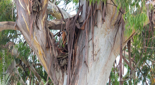 Eucalyptus tree branches in park.