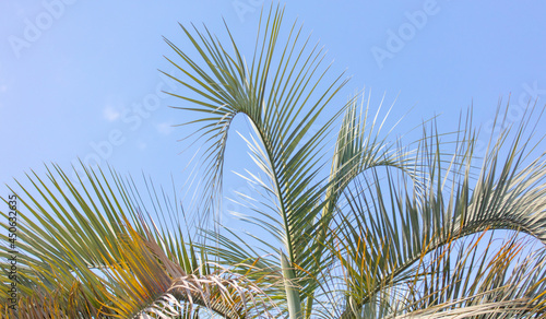 Palm tree against the blue sky