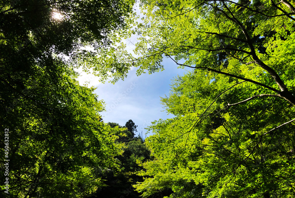 Obraz premium 森の中から空を見上げる