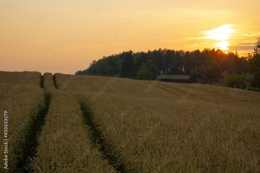 Wheat field landscape at sunset. A forest and a farm are visible beyond the field.