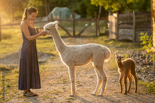 Woman feeding alpacas at farm - sunset lights