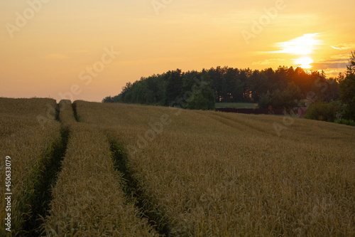 Wheat field landscape at sunset. A forest and a farm are visible beyond the field.