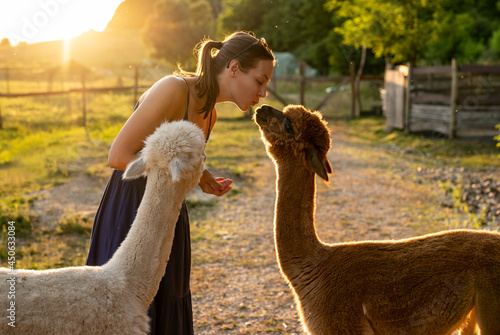 Woman feeding alpacas at farm - sunset lights