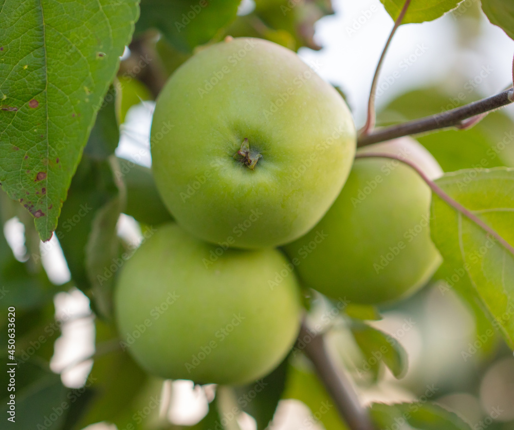 Apples on tree branches in summer. Apples on tree branches in summer.