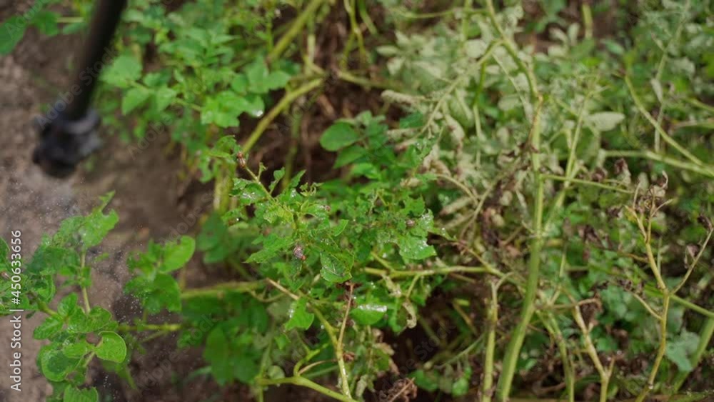 Farmer spray potato with poison chemicals slowmotion. Destruction of pest beetles in a potato field outdoors. Protection food from bugs Farmer spray potato with poison chemicals slowmotion. Destruction of pest beetles in a potato field outdoors. Protection food from bugs