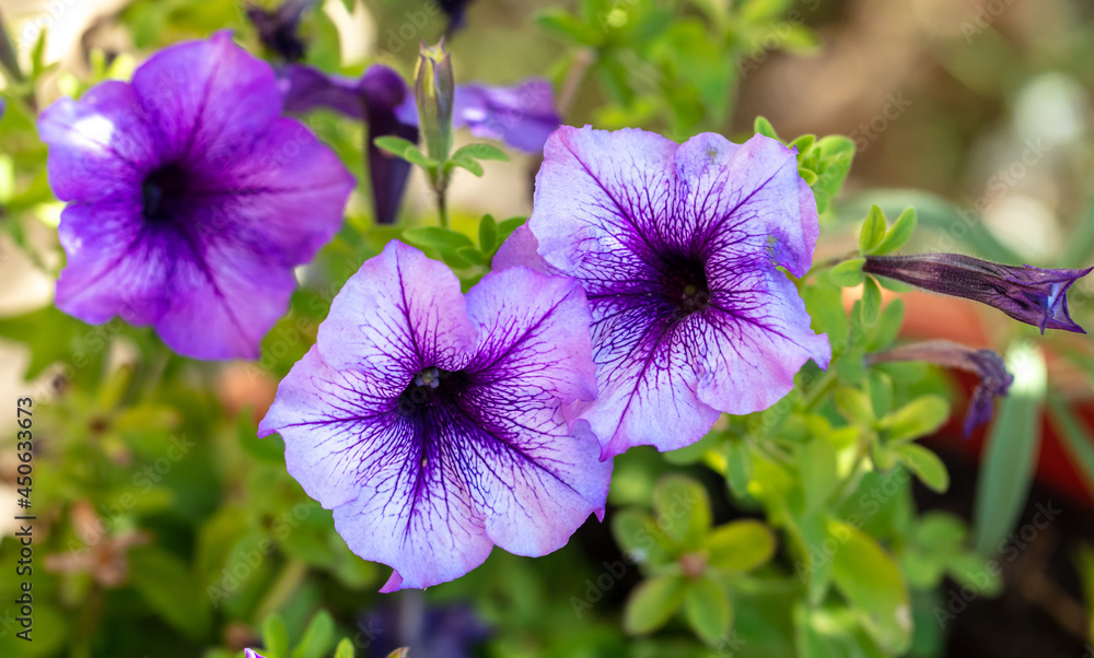 Purple flower in the summer park.