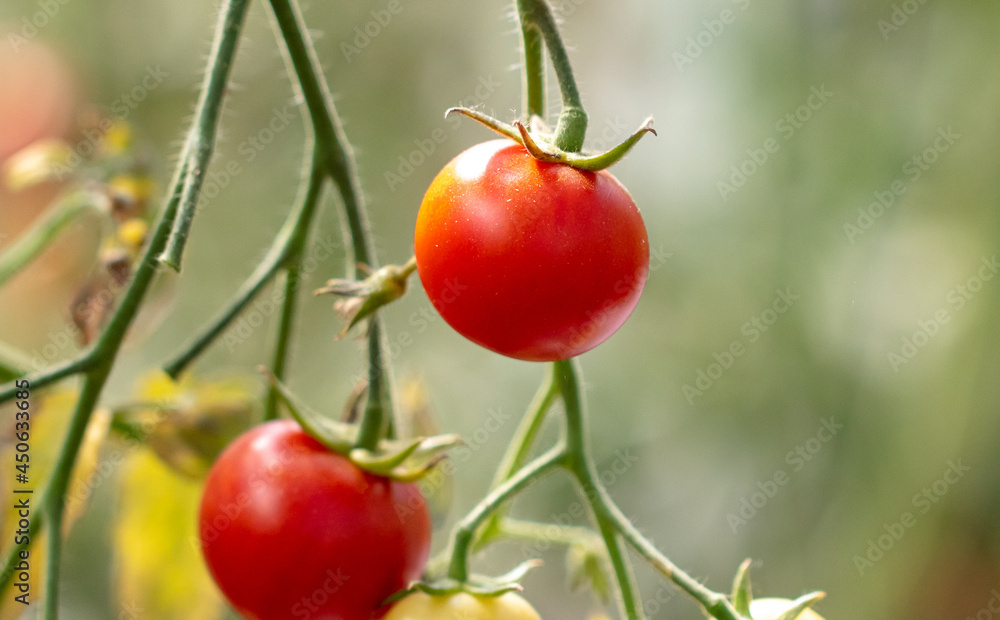 Ripe tomato in a vegetable garden in summer. Ripe tomato in a vegetable garden in summer.