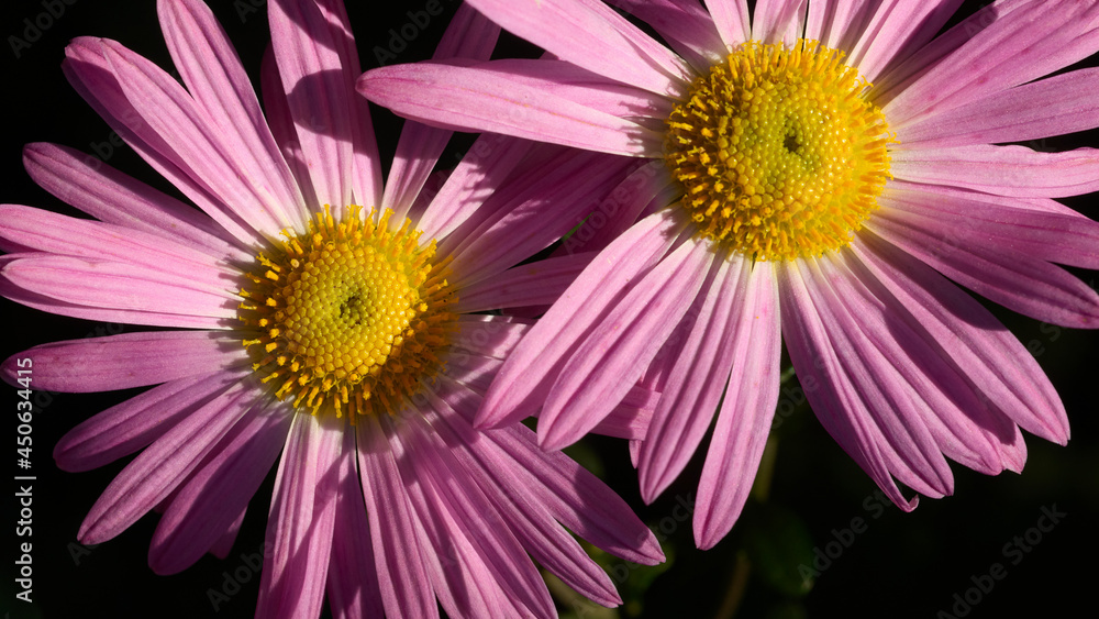 Obraz premium Two flower of pink chrysanthemum in the morning sunlight.