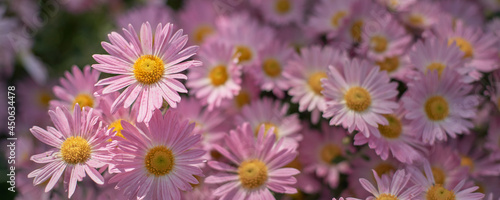Bright floral background with pink chrysanthemum flowers in natural sunlight. Low depth of field  soft focus.