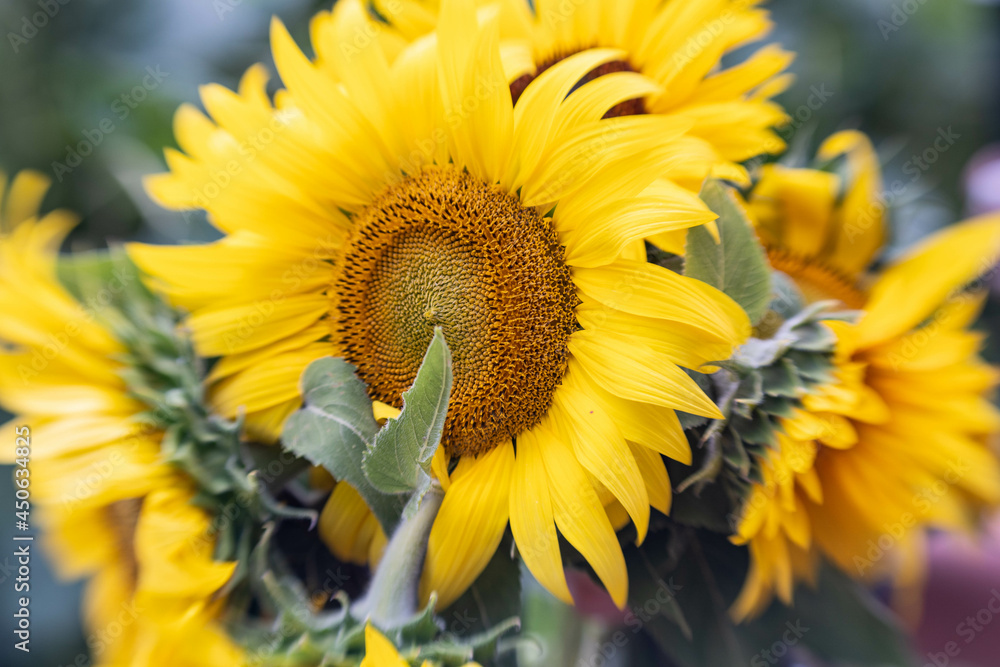 Obraz premium sunflower bouquet