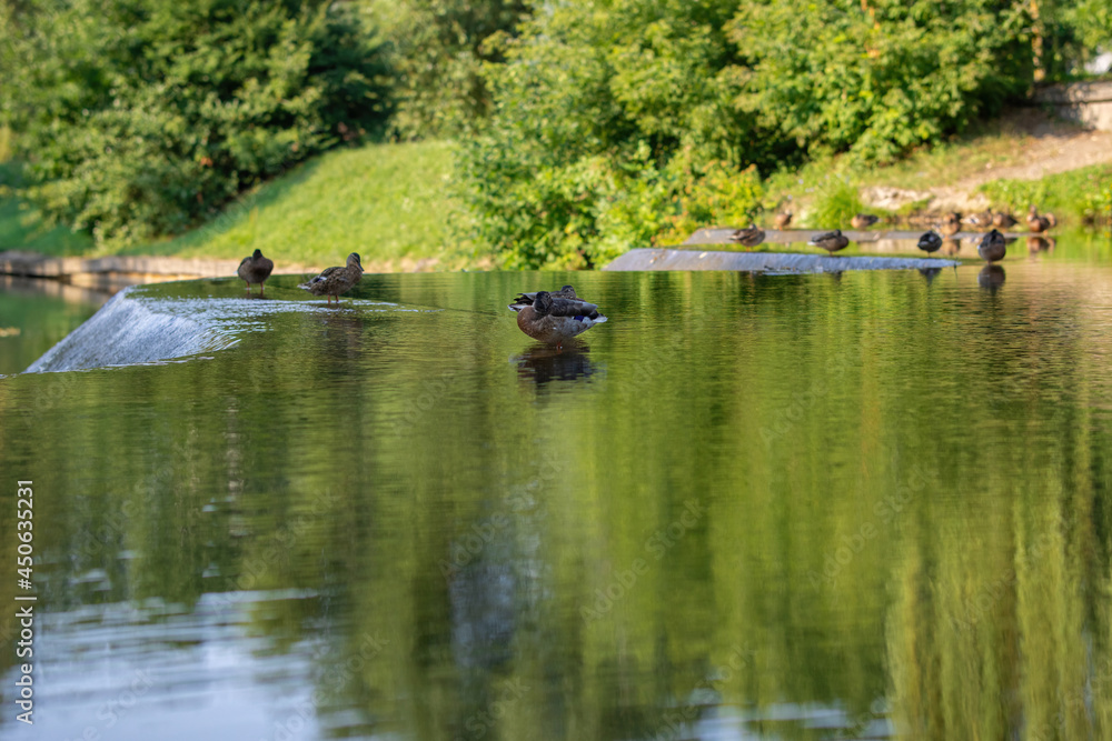 Ducks rest in shallow water in the middle of a river in a summer city park Ducks rest in shallow water in the middle of a river in a summer city park