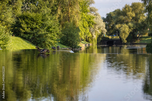 Ducks wash and clean their feathers in shallow water in the middle of a river in a summer city park