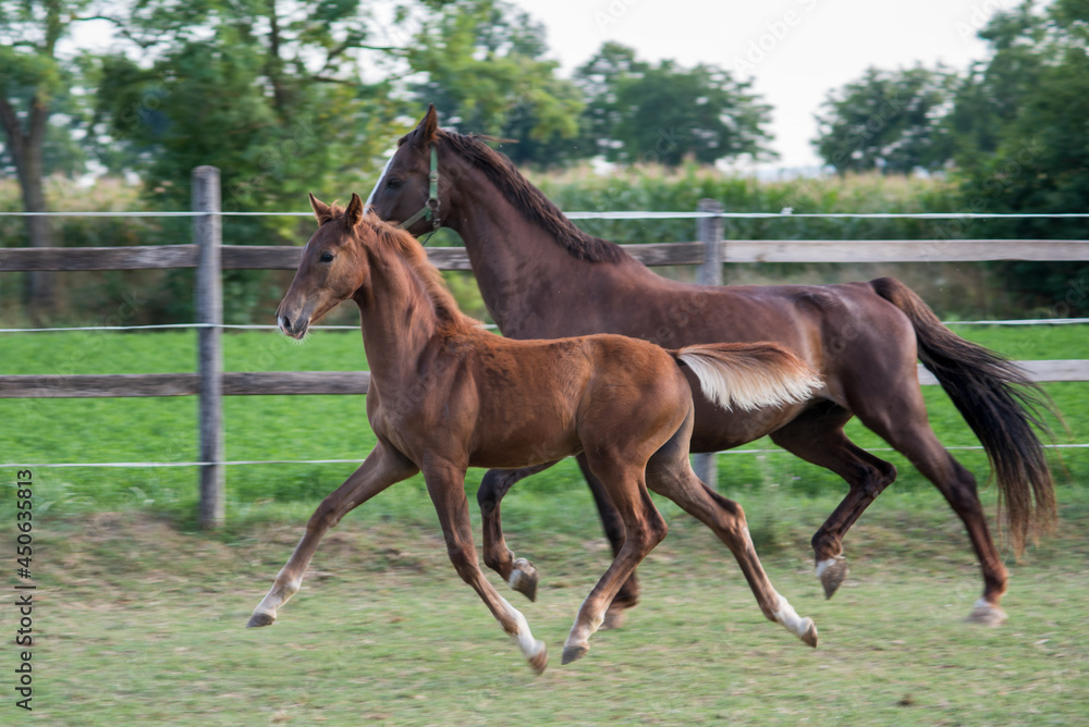 mare and foal