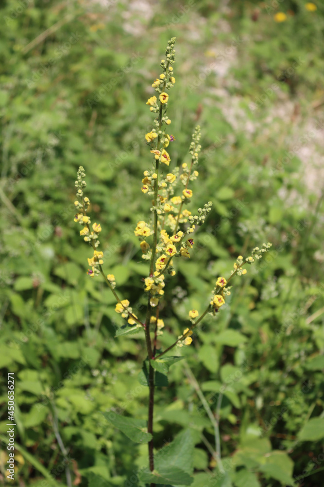Verbascum nigrum in bloom. Black mullein plant with many yellow and red flowers on summer Verbascum nigrum in bloom. Black mullein plant with many yellow and red flowers on summer