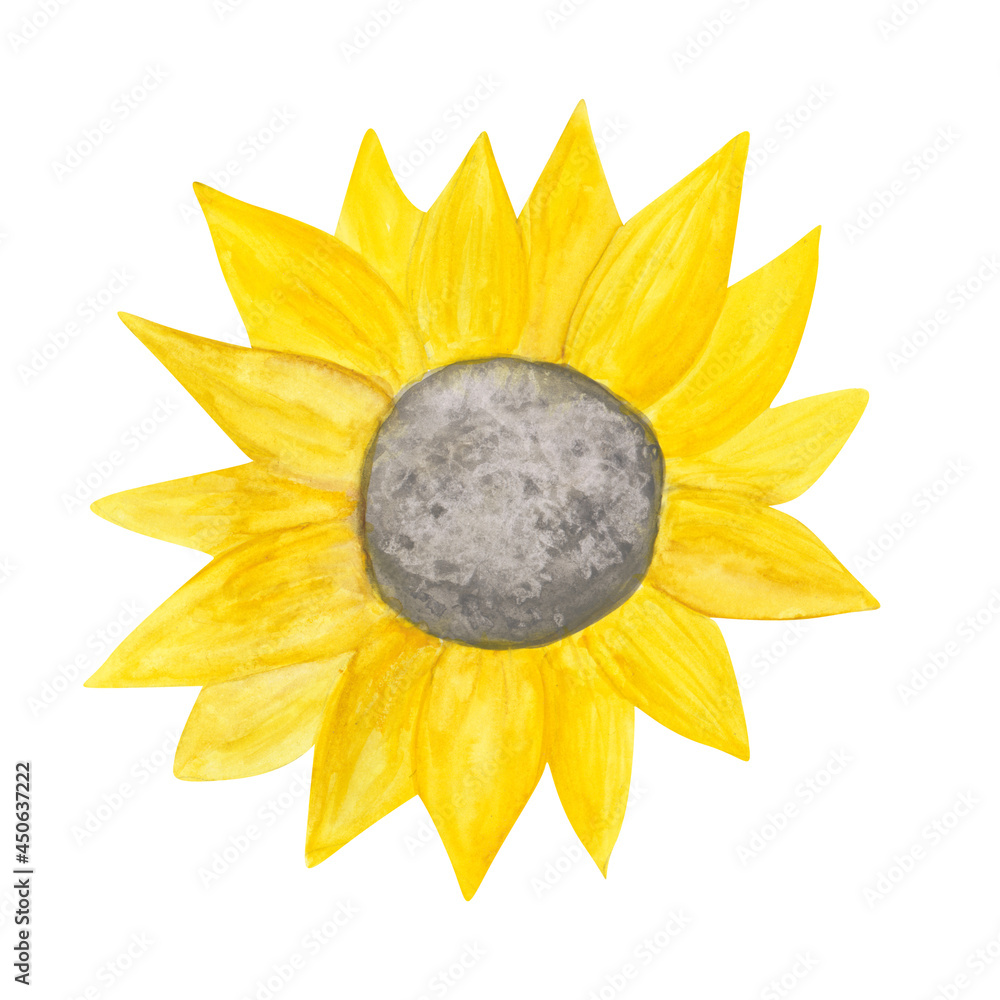 Sunflower is isolated on a white background. Watercolor yellow flower clipart. Hand-drawn sunflower illustration. A bright floral object for your design. Blossom of sunflower. Sunflower is isolated on a white background. Watercolor yellow flower clipart. Hand-drawn sunflower illustration. A bright floral object for your design. Blossom of sunflower.