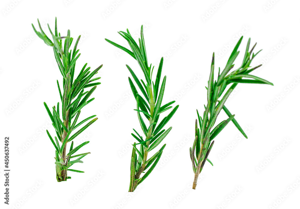 Fototapeta premium Rosemary isolated on white background