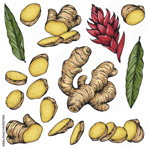 Vector collection drawings with ginger. Root, flower, leaves, and sliced ginger. Color illustration of hand-drawn drawings, sketches. Isolated objects on a white background