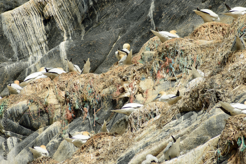 Northern gannet and plastic bird nests Northern gannet and plastic bird nests
