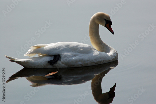 Swan resting peacfully on the water photo