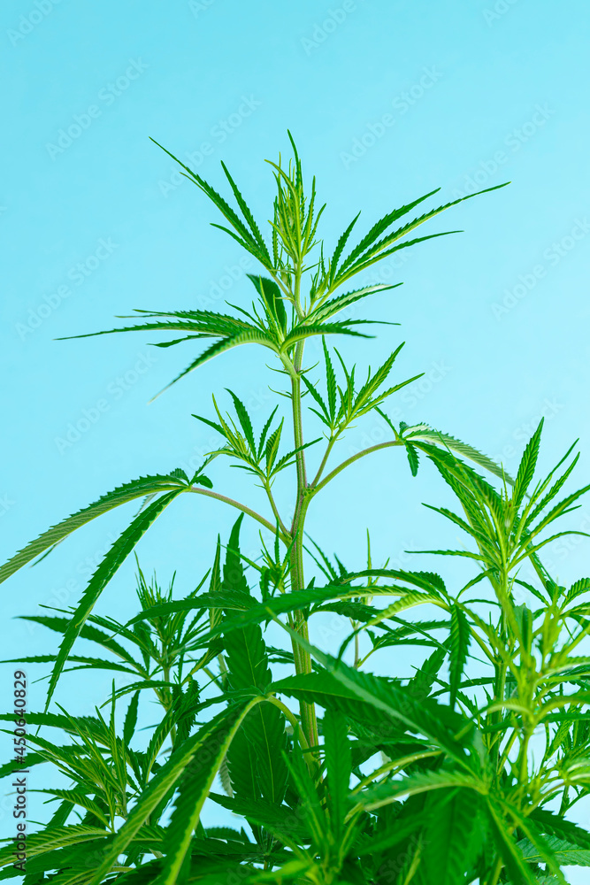 Hemp or cannabis on a blue sky background close up. Hemp or cannabis on a blue sky background close up.