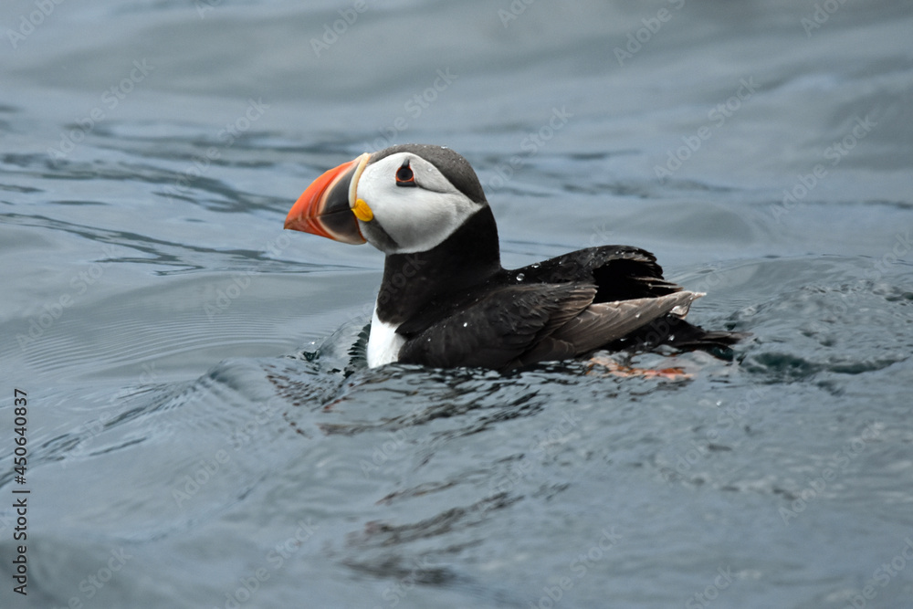 Puffin with its colourful beak plates