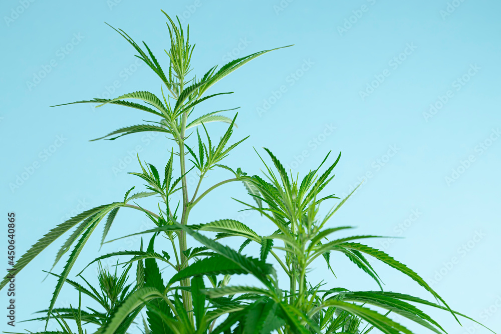 Fototapeta premium Hemp or cannabis on a blue sky background close up.