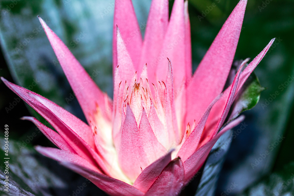 Fototapeta premium pink flower similar to the water lily flower