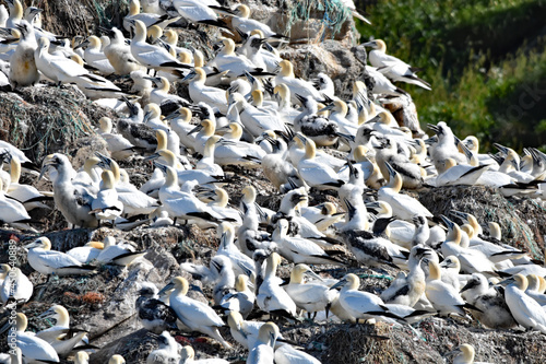 Large gannet colony