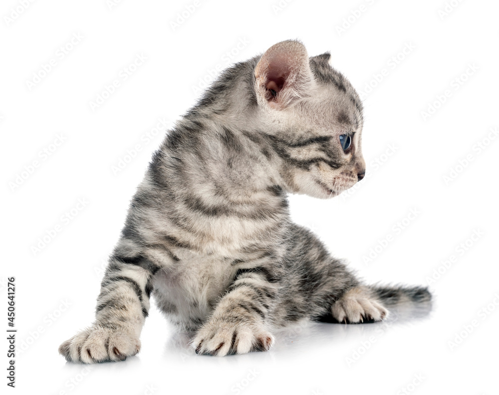 Obraz premium bengal kitten in studio