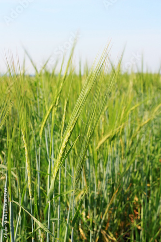 Field of green fresh ears of wheat