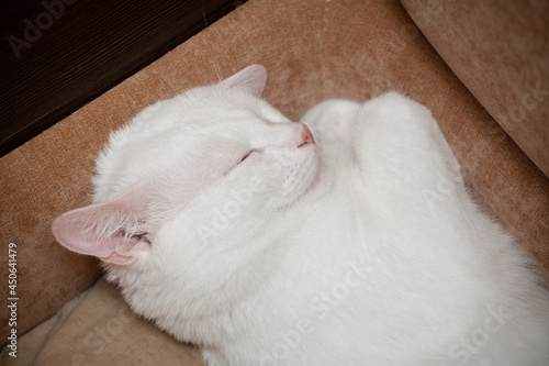 white cat close-up sleeping on the couch