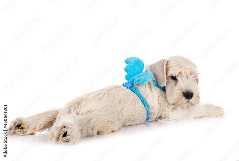 puppy miniature schnauzer in studio puppy miniature schnauzer in studio