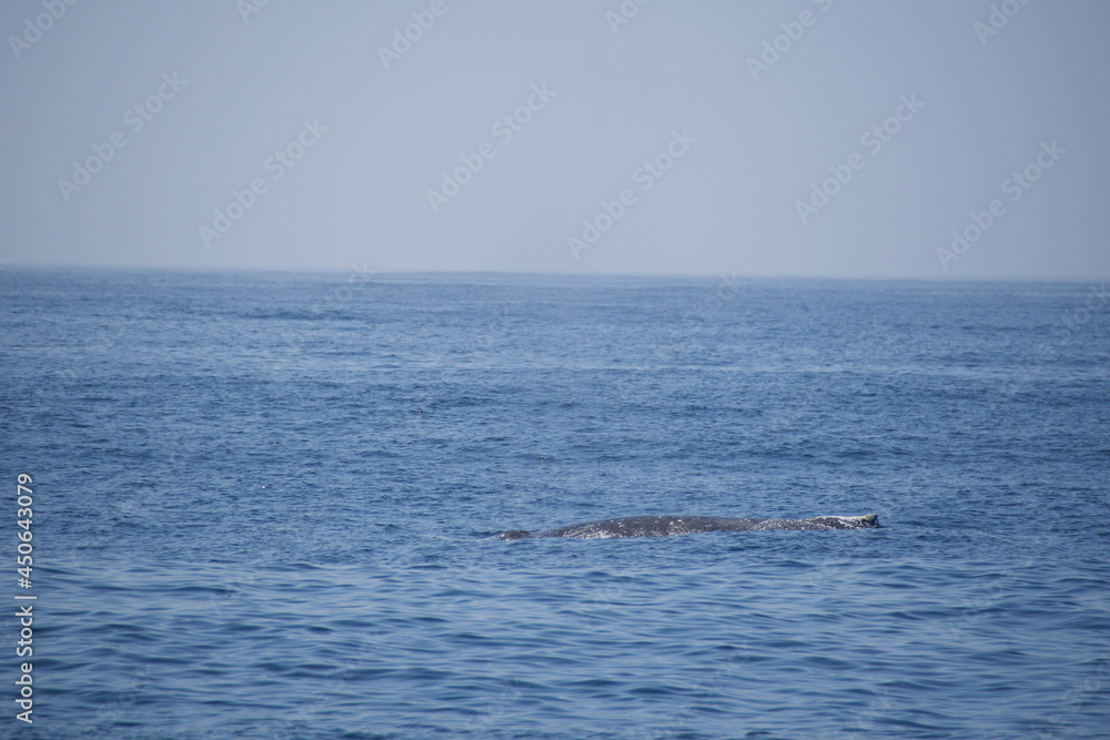 Fototapeta premium dolphins in the sea