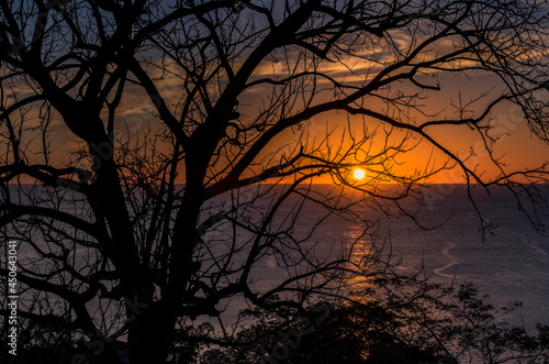 Tree silhouette at sunset © Greg