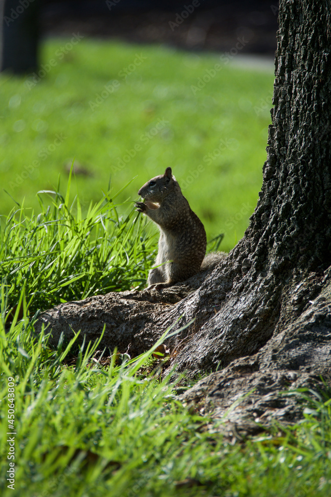 Obraz premium squirrel in the park