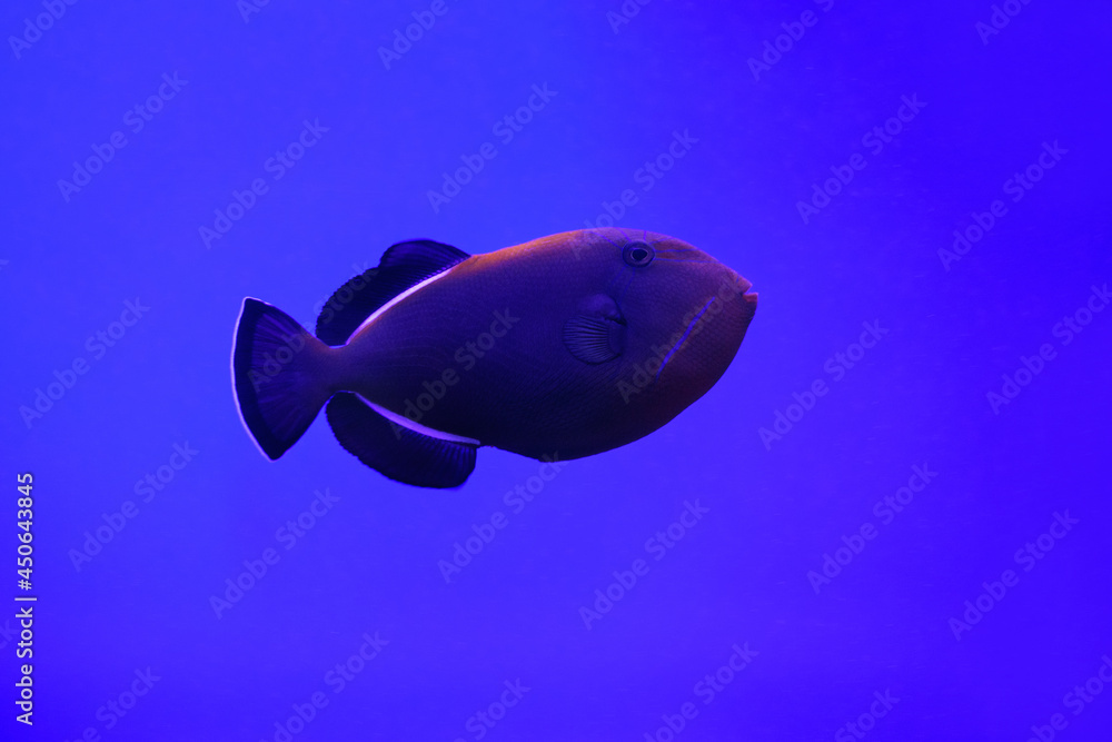 Red-toothed triggerfish fish in a marine aquarium on a blue background (Odonus nige). Marine and ocean background