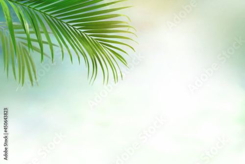 Blurred palm leave background, tropical palm tree with copy space, summer background for mockup backdrop