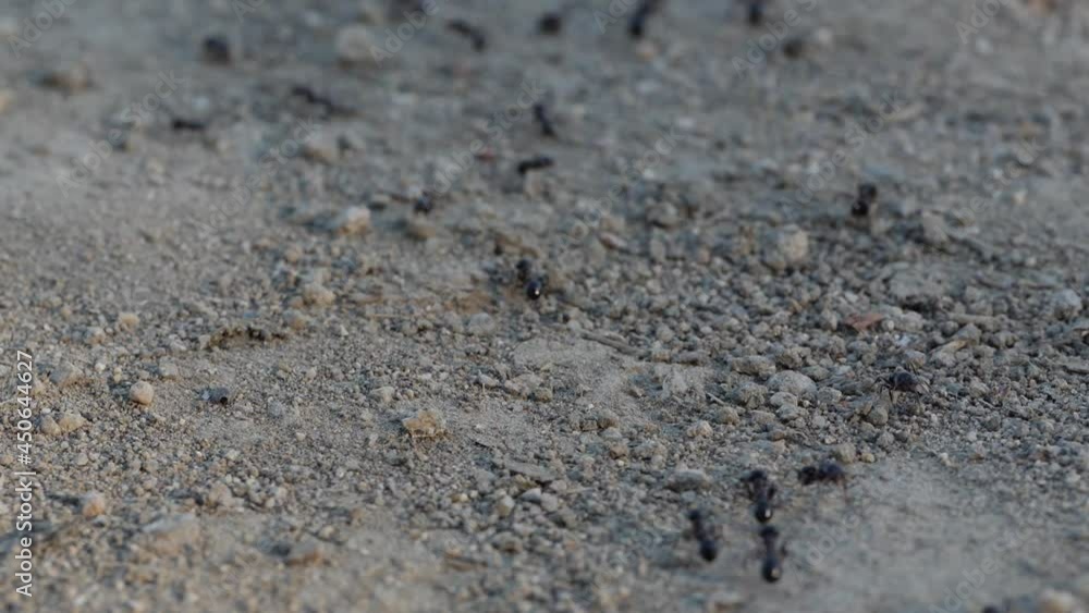 Anthill trail Full HD macro slow motio video. Ants crossing their path in sandy soil. They were filmed in their natural environment. Anthill trail Full HD macro slow motio video. Ants crossing their path in sandy soil. They were filmed in their natural environment.