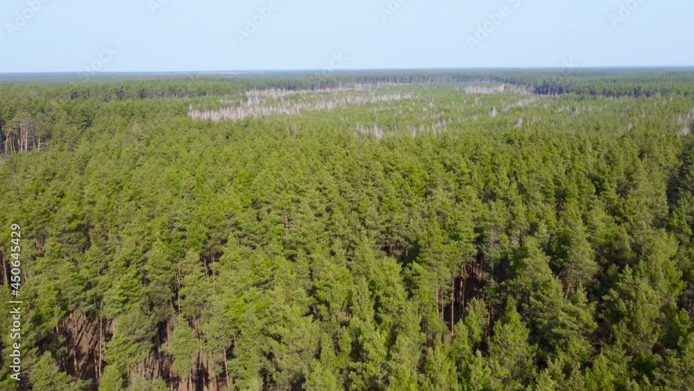 Section of mixed forest among pine forest, aerial view Section of mixed forest among pine forest, aerial view