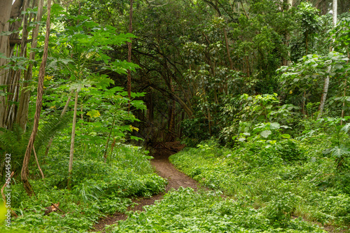 path in lush green Hawaiian rainforest