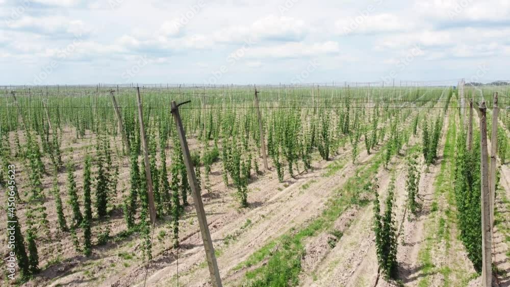 Plantation of the young hops in sunny summer day Plantation of the young hops in sunny summer day