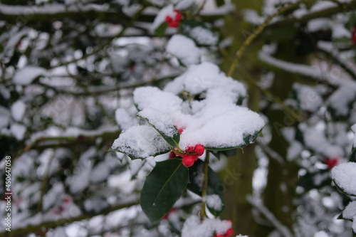 FU 2021-01-17 Schnee 2 Auf dem Zweig mit den Beeren liegt Schnee