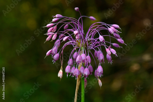 Nodding onion, lady's leek // Nickender Lauch (Allium cernuum)  photo