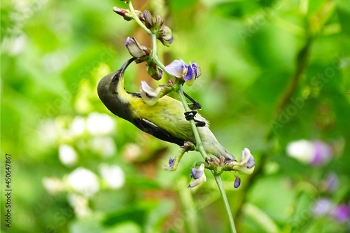 Long billed bird ,little spiderhunter drinking sweet from yellow flower. photo
