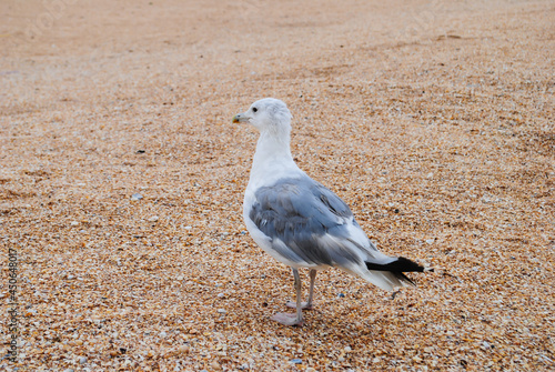 Ivory seagull stands on the beach. photo